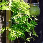 Apartment Wisteria On *